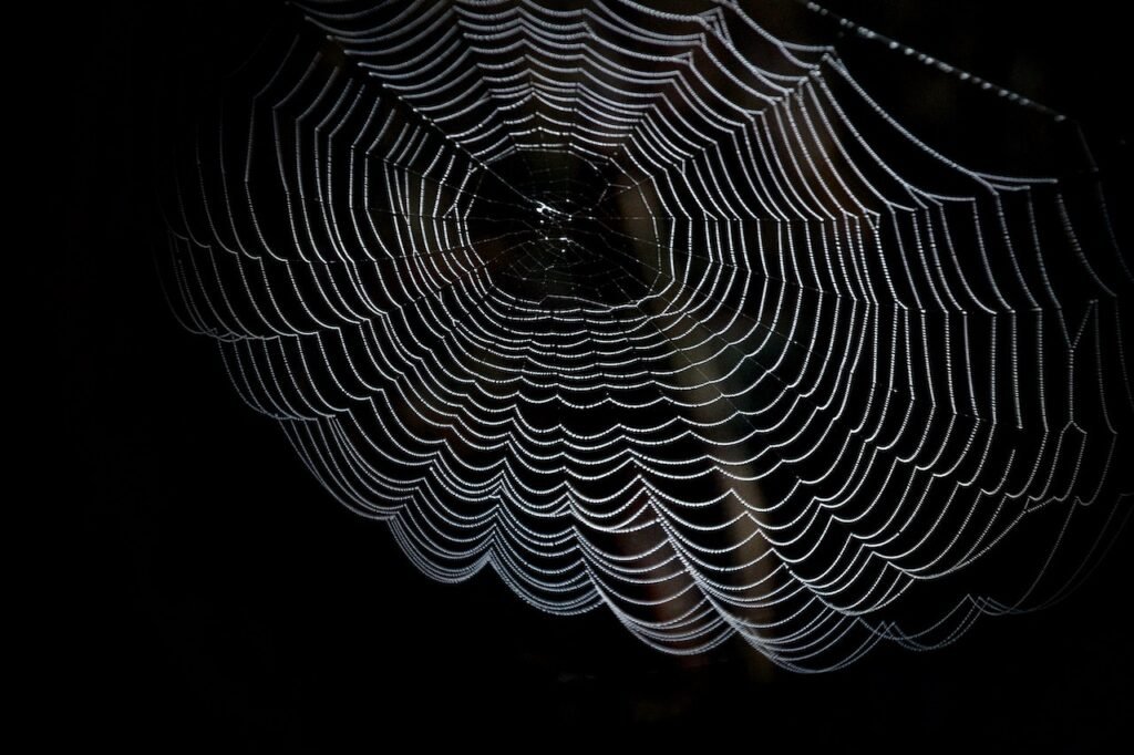 cobweb